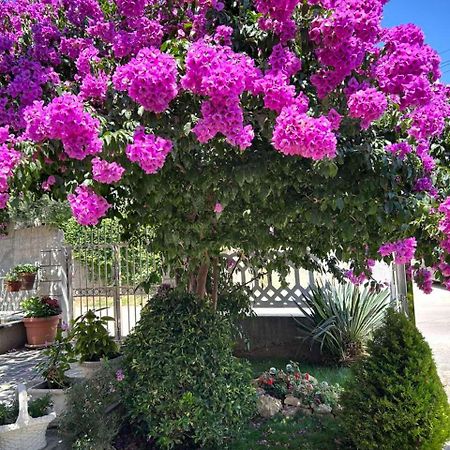 Apartmani Andrijana Ulcinj Extérieur photo